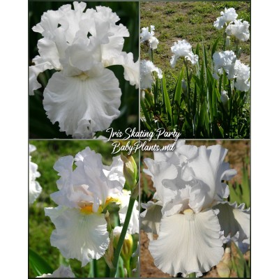 Iris Germanica Skating Party